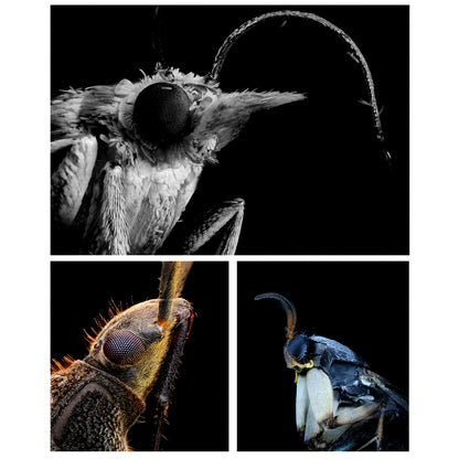 Microscope photography workbench